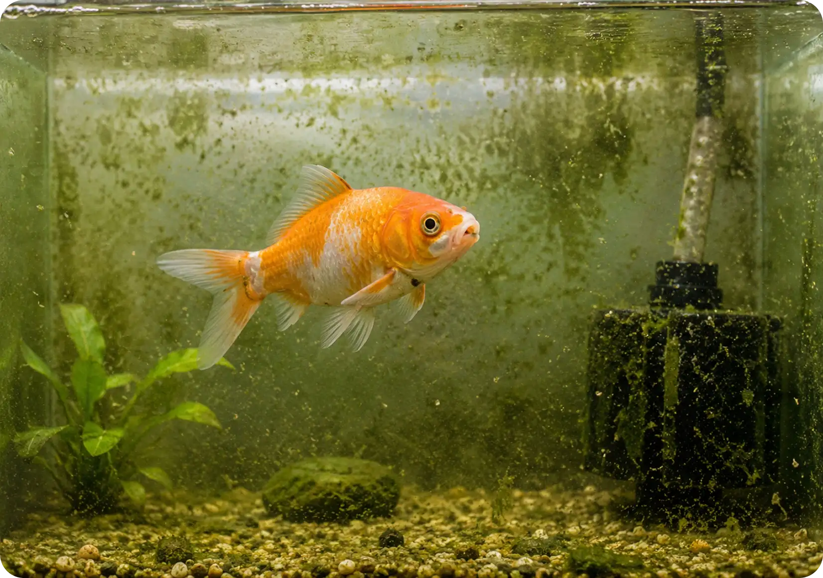 Poor Water Quality (Most common cause)